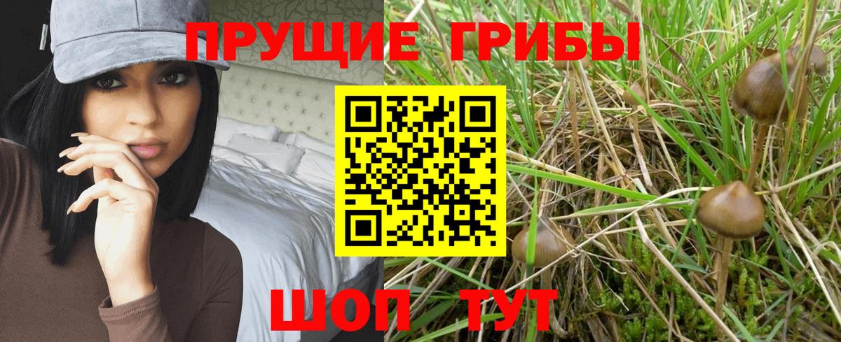 Псилоцибиновые грибы Psilocybe Камышлов